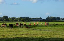 Brandweer Grijpskerk redt paard uit Hoerediep