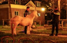 Politie vangt loslopend paard